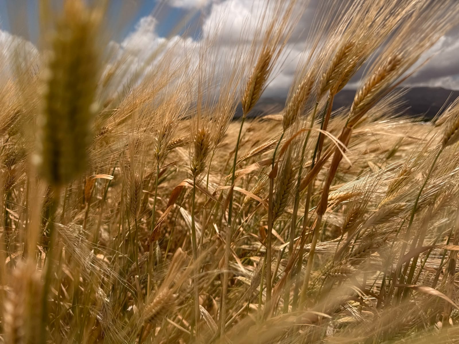 Wheat ears in Lebanon (Photo: Agricultural Movement in Lebanon).